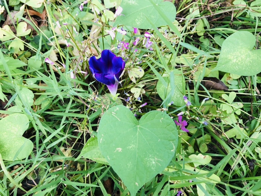 IMG_4001.jpg?type=w966