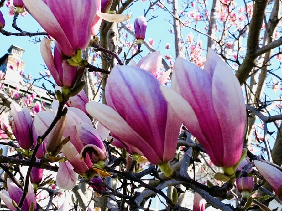 IMG_7513.jpg?type=w966