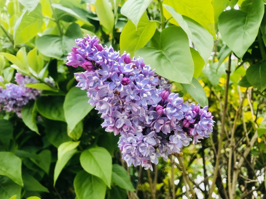 IMG_7154.jpg?type=w966