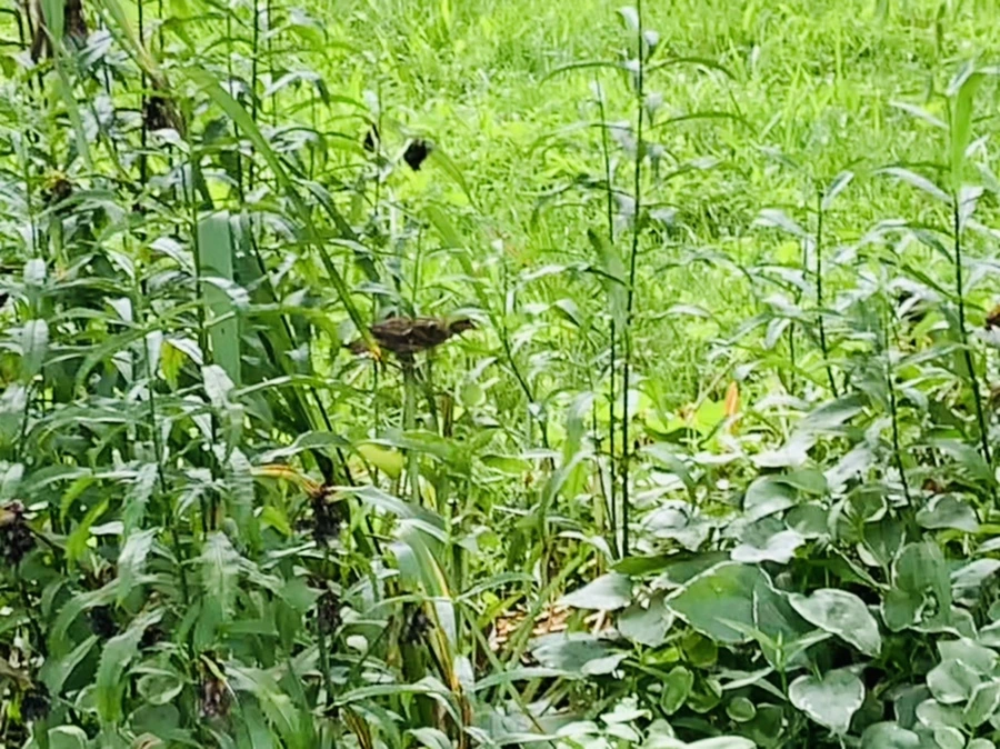 IMG_1014.jpg?type=w966