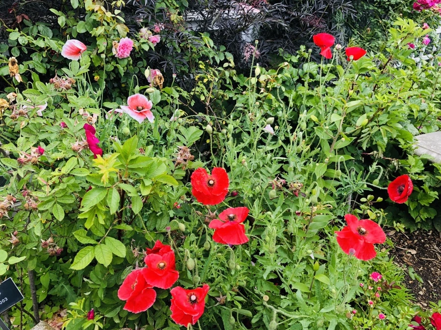 IMG_5897.jpg?type=w966