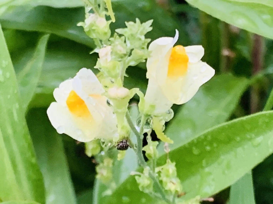 IMG_0775.jpg?type=w966