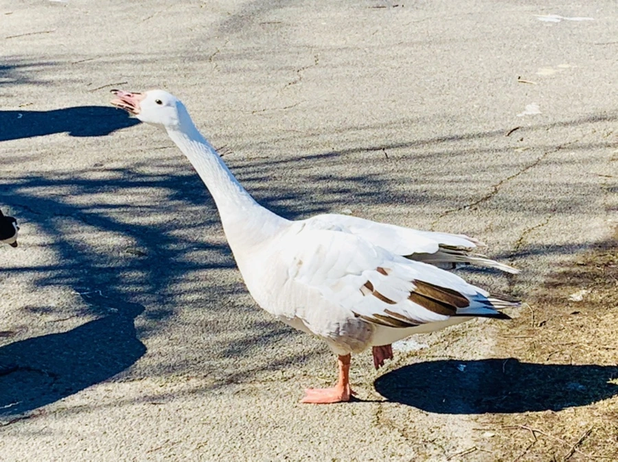 IMG_8263.jpg?type=w966