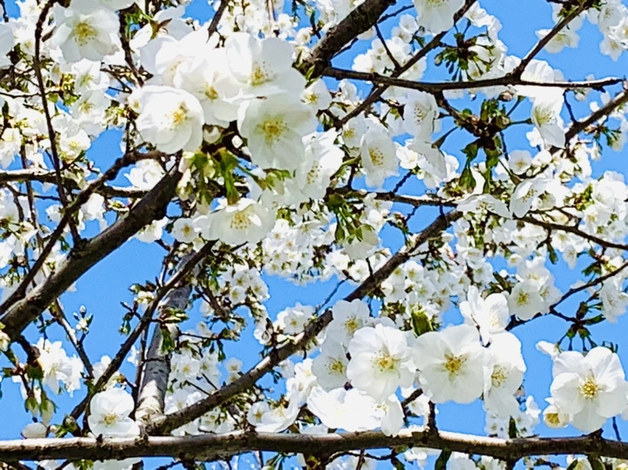 IMG_8386.jpg?type=w966