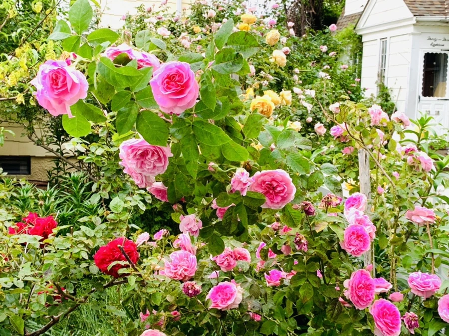 IMG_5981.jpg?type=w966