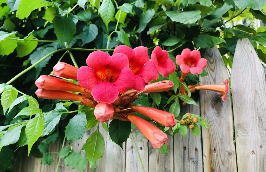 IMG_1370.jpg?type=w966