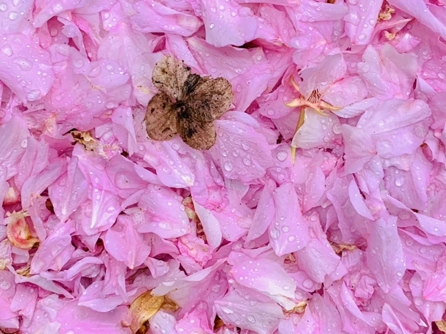 IMG_7278.jpg?type=w966