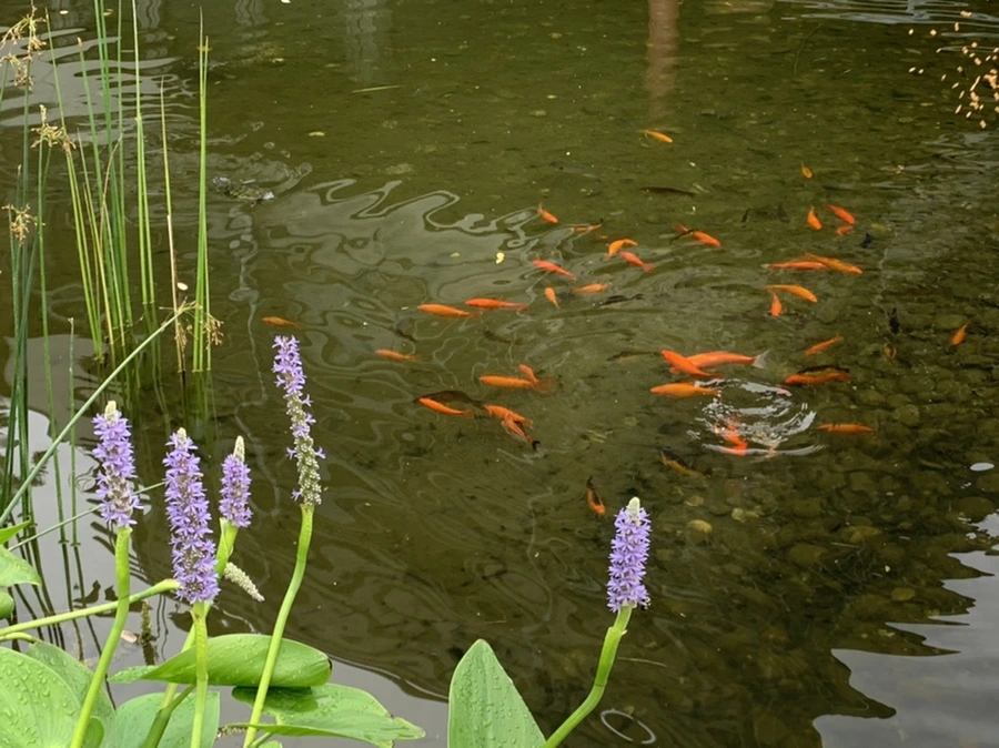 IMG_1068.jpg?type=w966