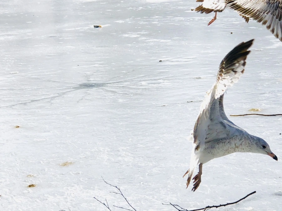 IMG_3187.jpg?type=w966