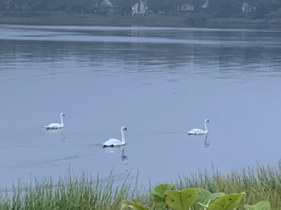 IMG_6651.jpg?type=w966