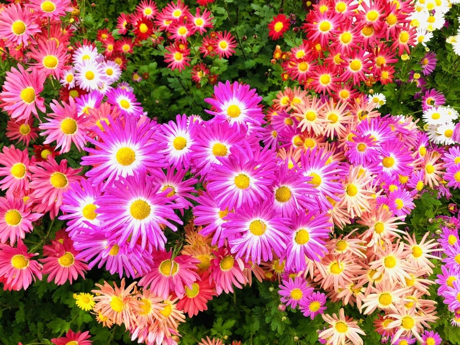 IMG_2519.jpg?type=w966