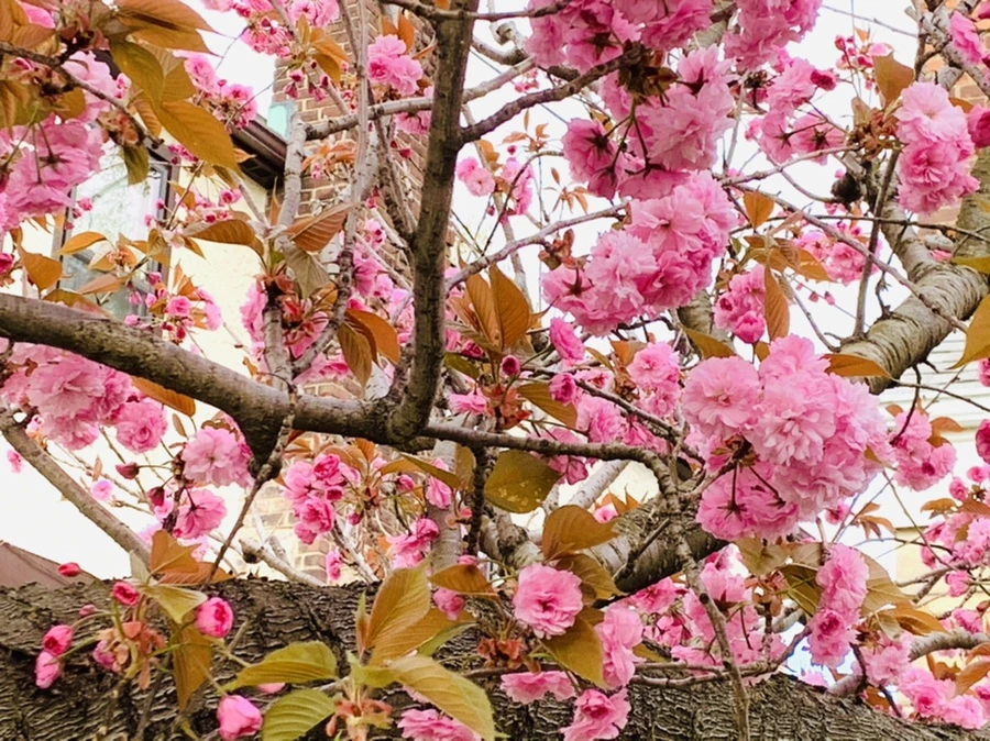 IMG_4429.jpg?type=w966