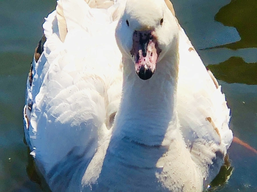 IMG_5221.jpg?type=w966