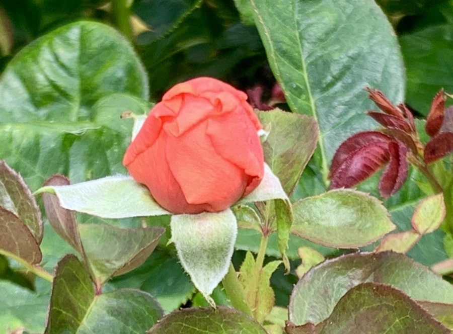 8pvSS3iGpf9vP33BaF5Tp98pZ08