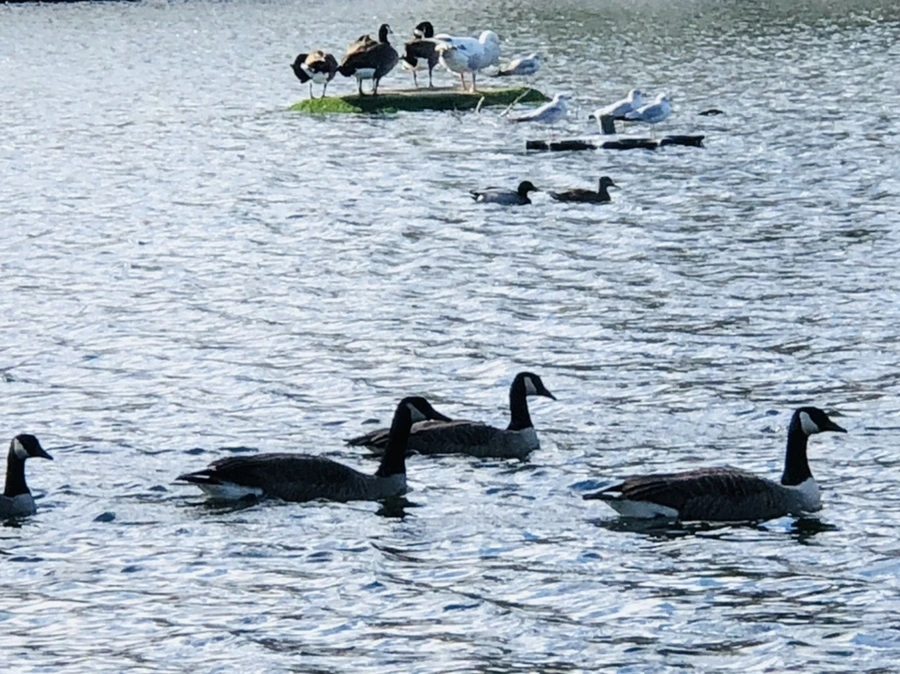 IMG_9209.jpg?type=w966