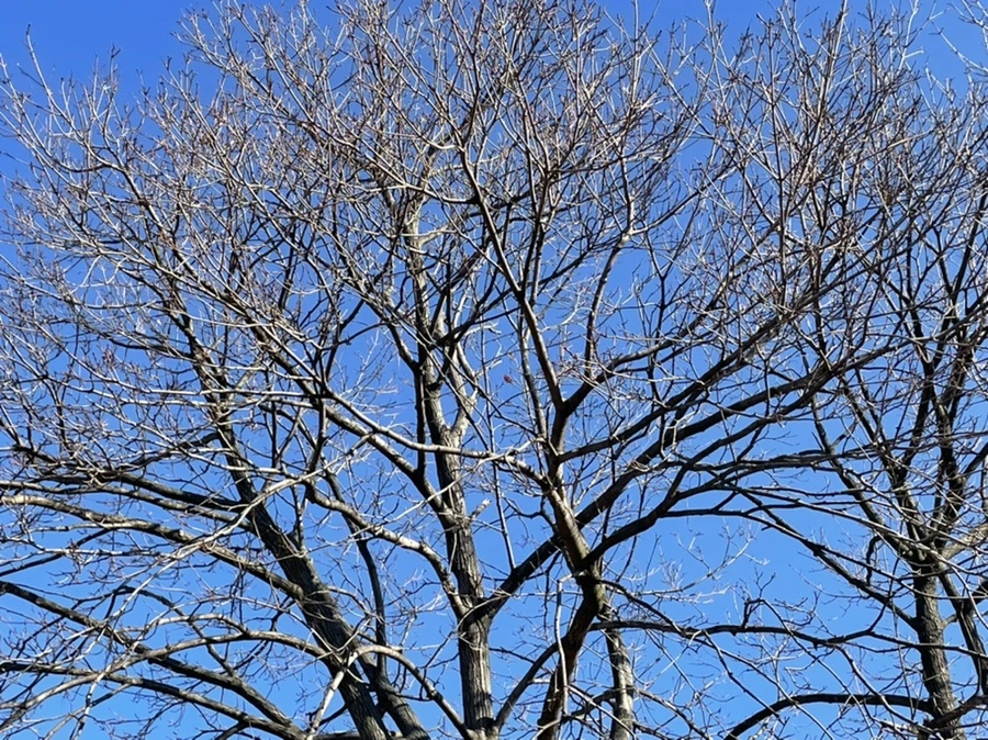 IMG_1758.jpg?type=w966