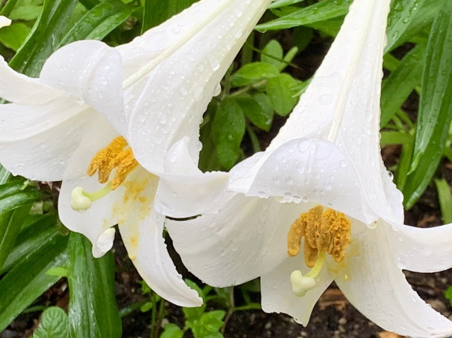 IMG_0124.jpg?type=w966