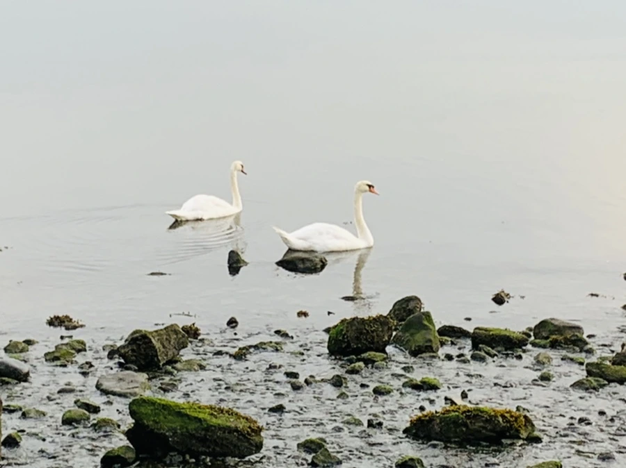 IMG_6461.jpg?type=w966