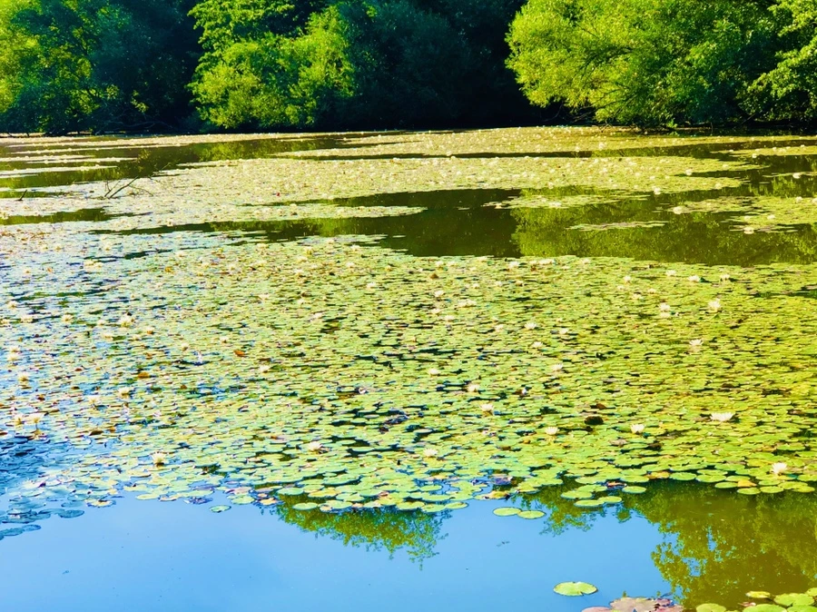 IMG_3965.jpg?type=w966