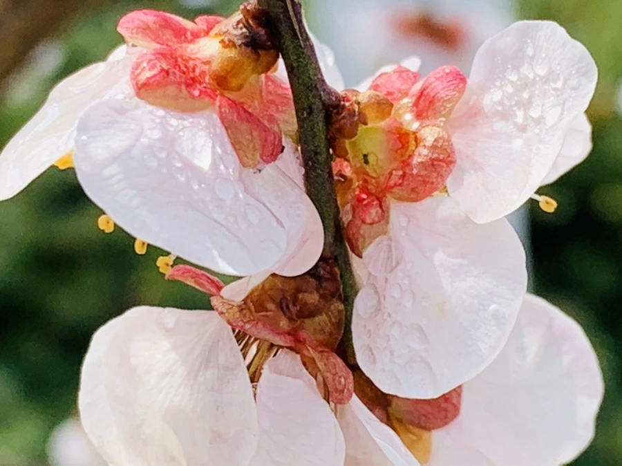 IMG_3992.jpg?type=w966