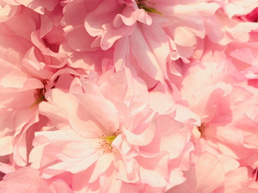 IMG_4938.jpg?type=w966