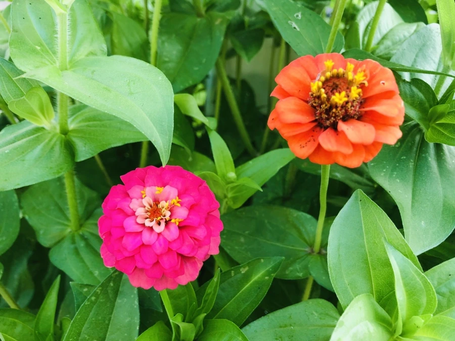 IMG_1829.jpg?type=w966