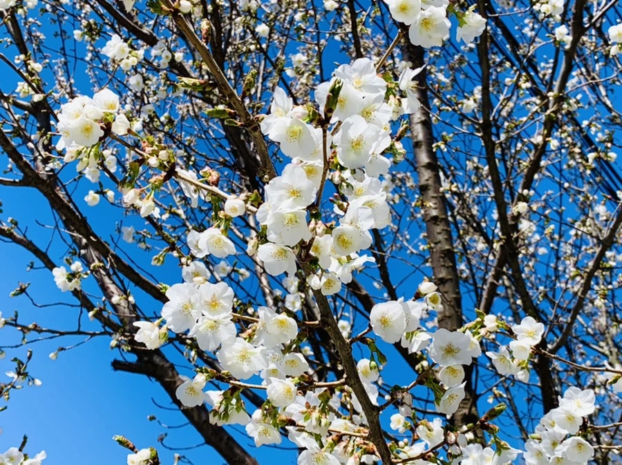 IMG_8011.jpg?type=w966