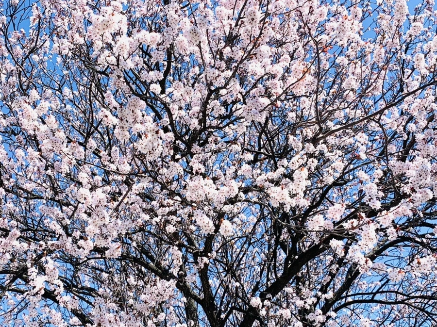 IMG_7940.jpg?type=w966