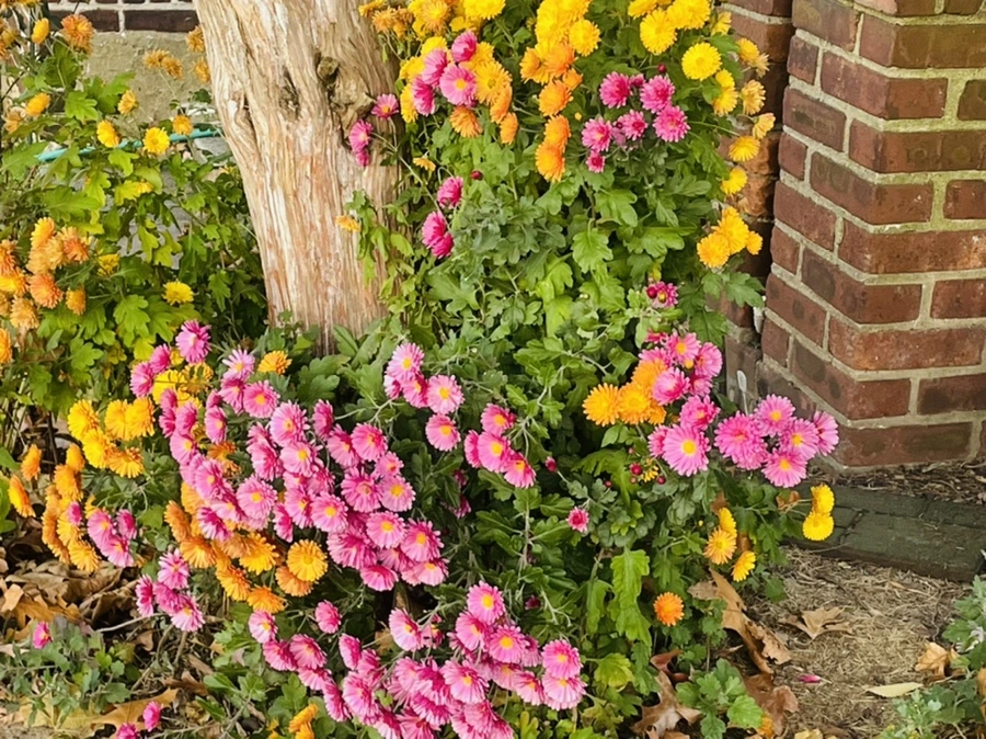 IMG_5895.jpg?type=w966