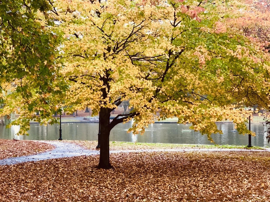 IMG_2958.jpg?type=w966