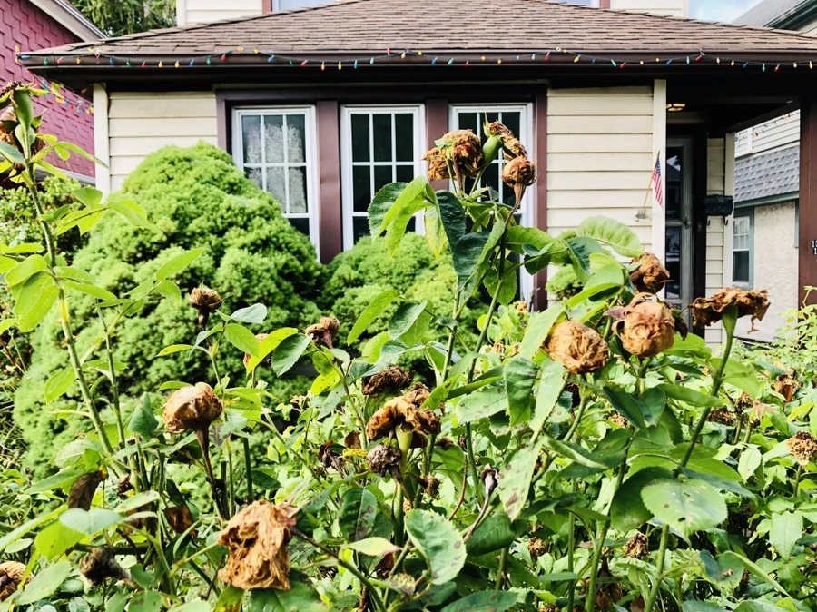 IMG_1668.jpg?type=w966