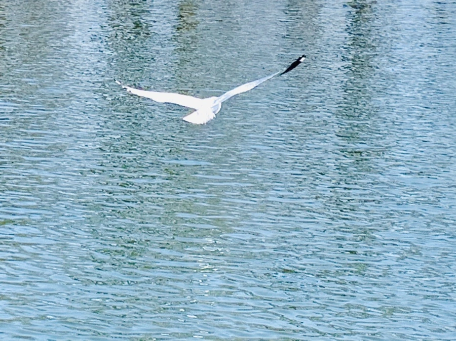 IMG_0054.jpg?type=w966