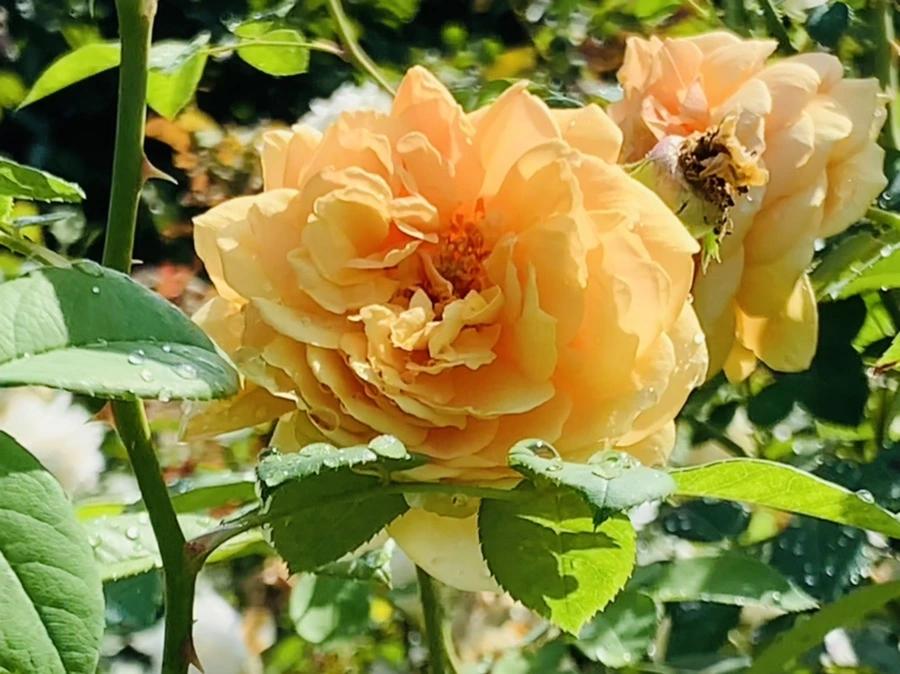 IMG_8420.jpg?type=w966