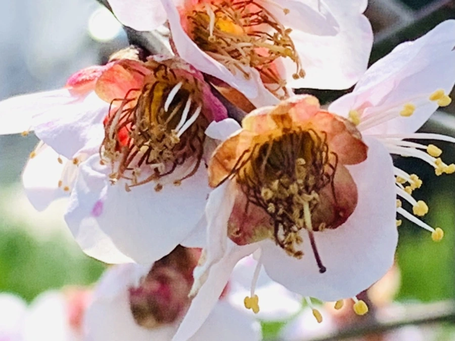 IMG_4242.jpg?type=w966