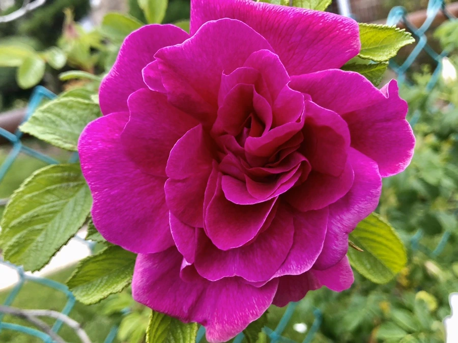 IMG_7377.jpg?type=w966