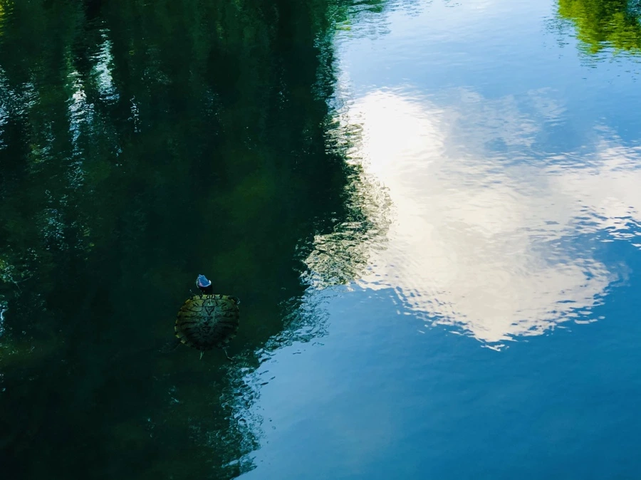 IMG_2898.jpg?type=w966