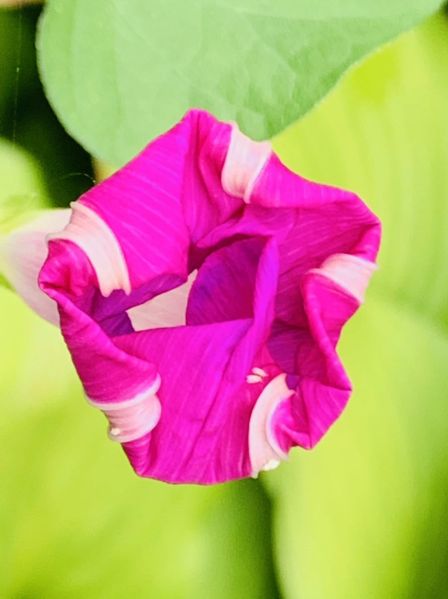 IMG_6006.jpg?type=w966