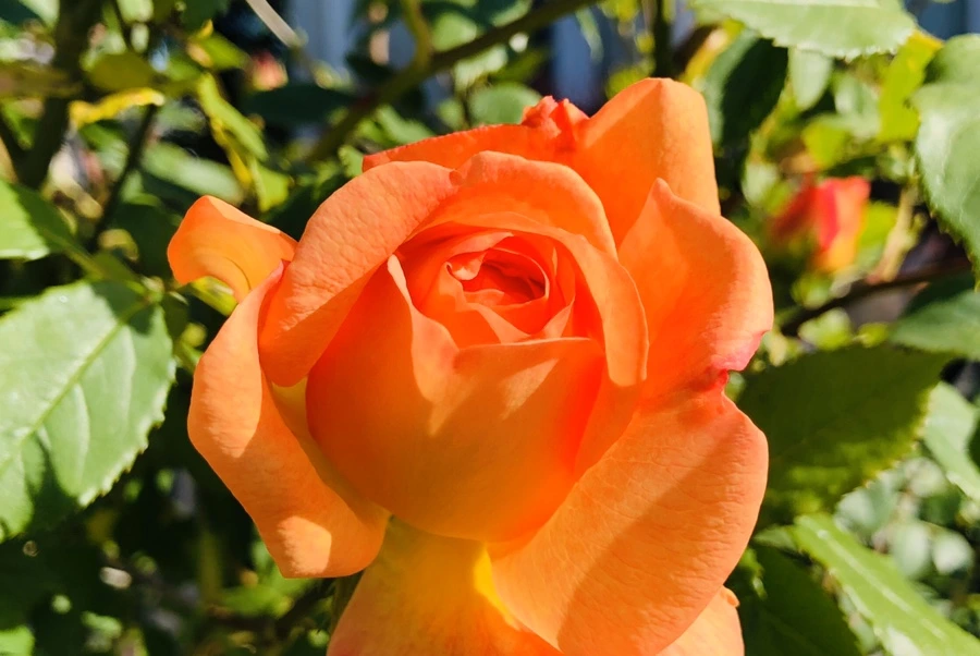 IMG_7340.jpg?type=w966