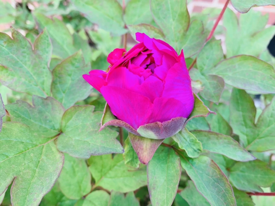 IMG_3604.jpg?type=w966