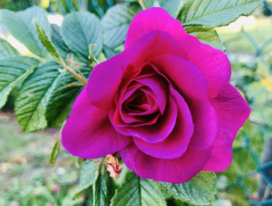 IMG_7675.jpg?type=w966