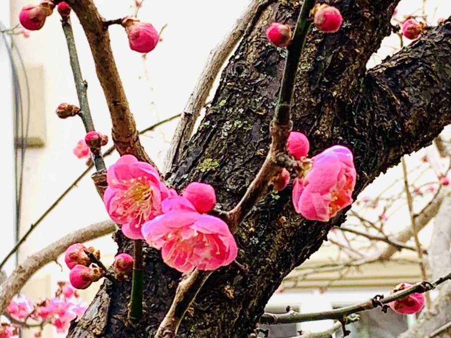 IMG_1617.jpg?type=w966