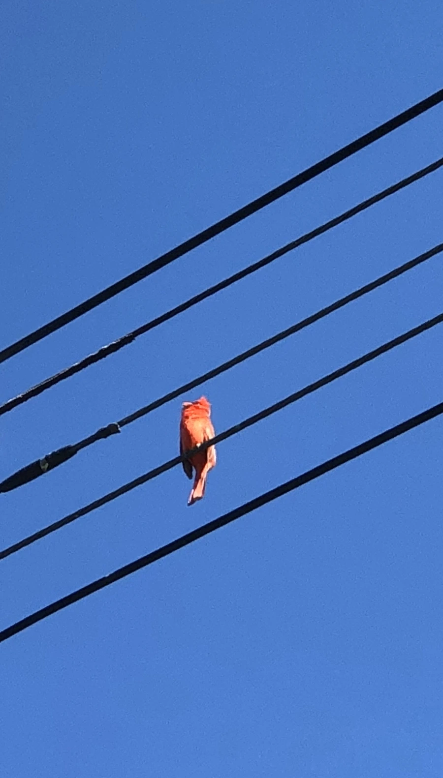 IMG_7334.jpg?type=w966