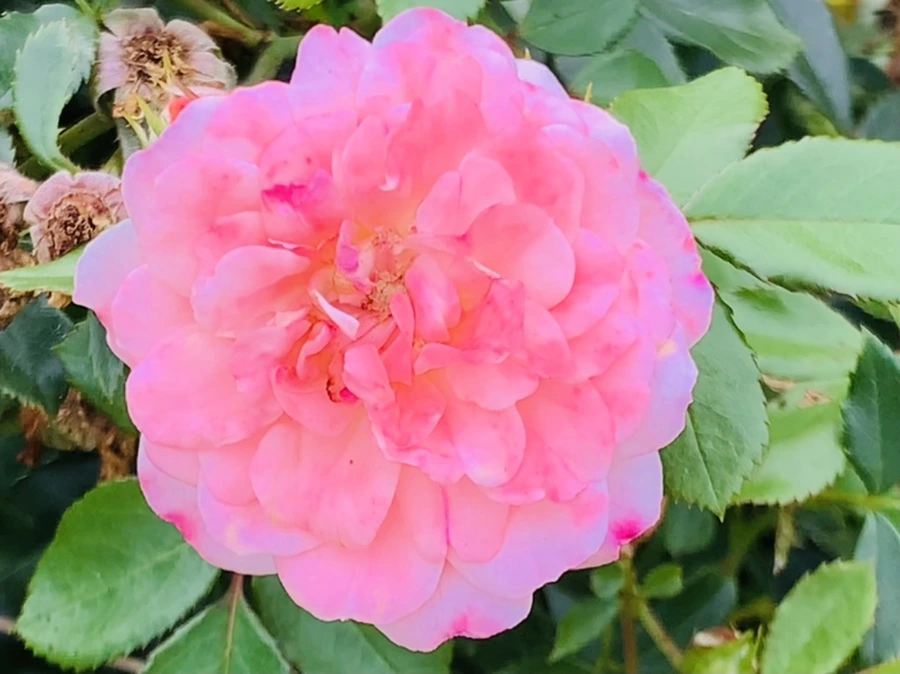 IMG_6054.jpg?type=w966