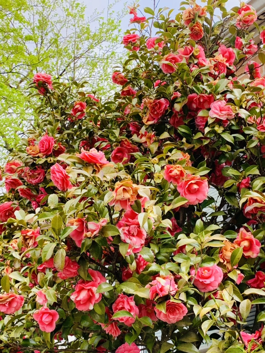 IMG_7770.jpg?type=w966