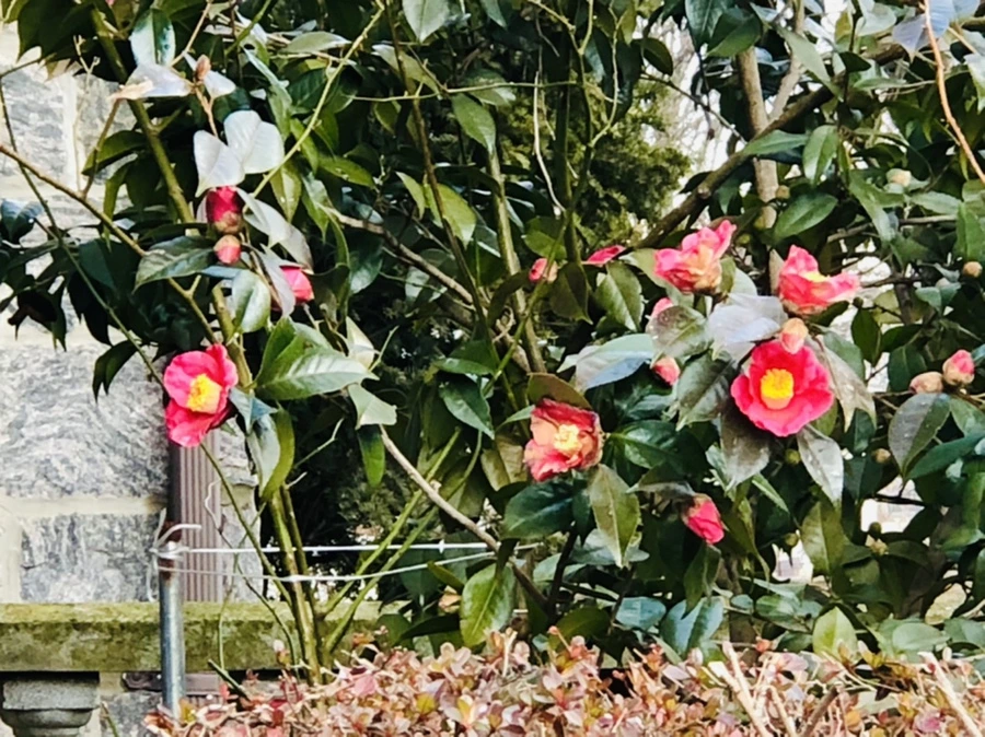 IMG_3700.jpg?type=w966