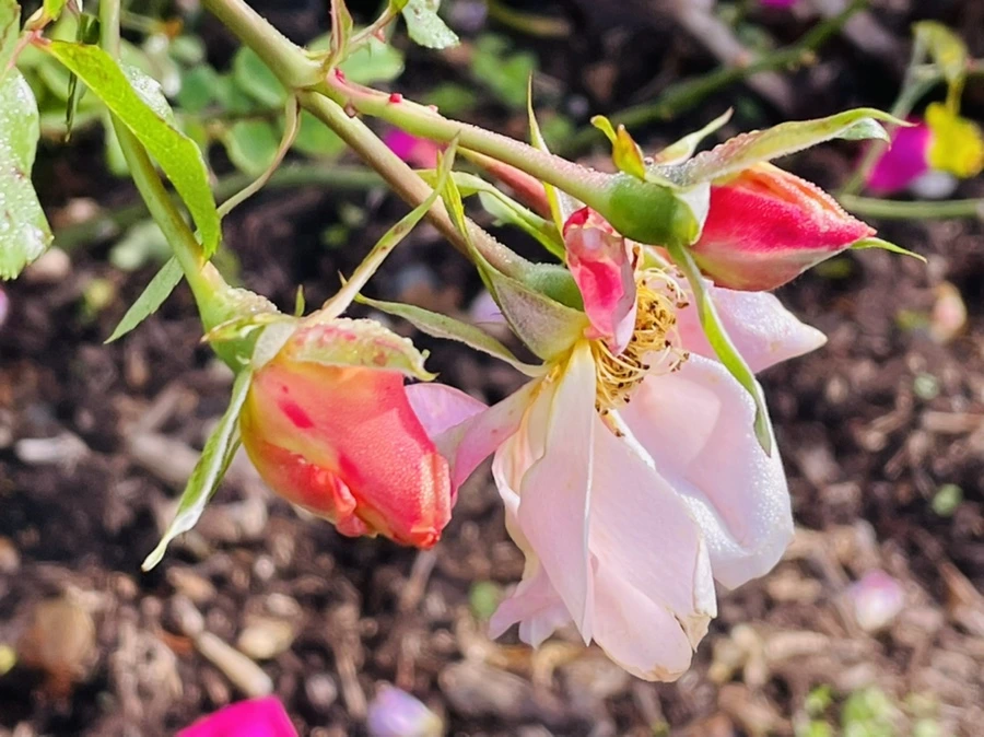 IMG_0996.jpg?type=w966