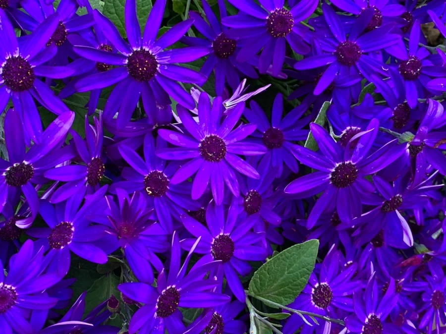 IMG_8929.jpg?type=w966