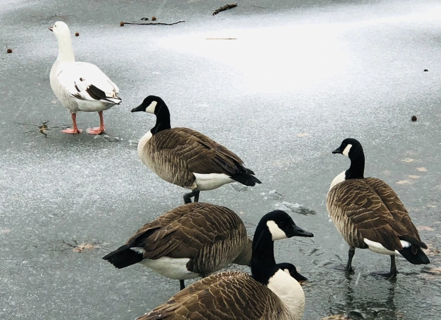 IMG_6015.jpg?type=w966