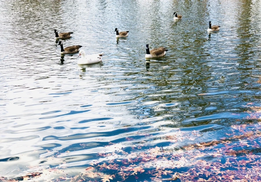 IMG_4323.jpg?type=w966