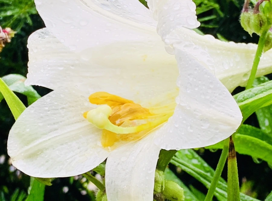 IMG_0139.jpg?type=w966